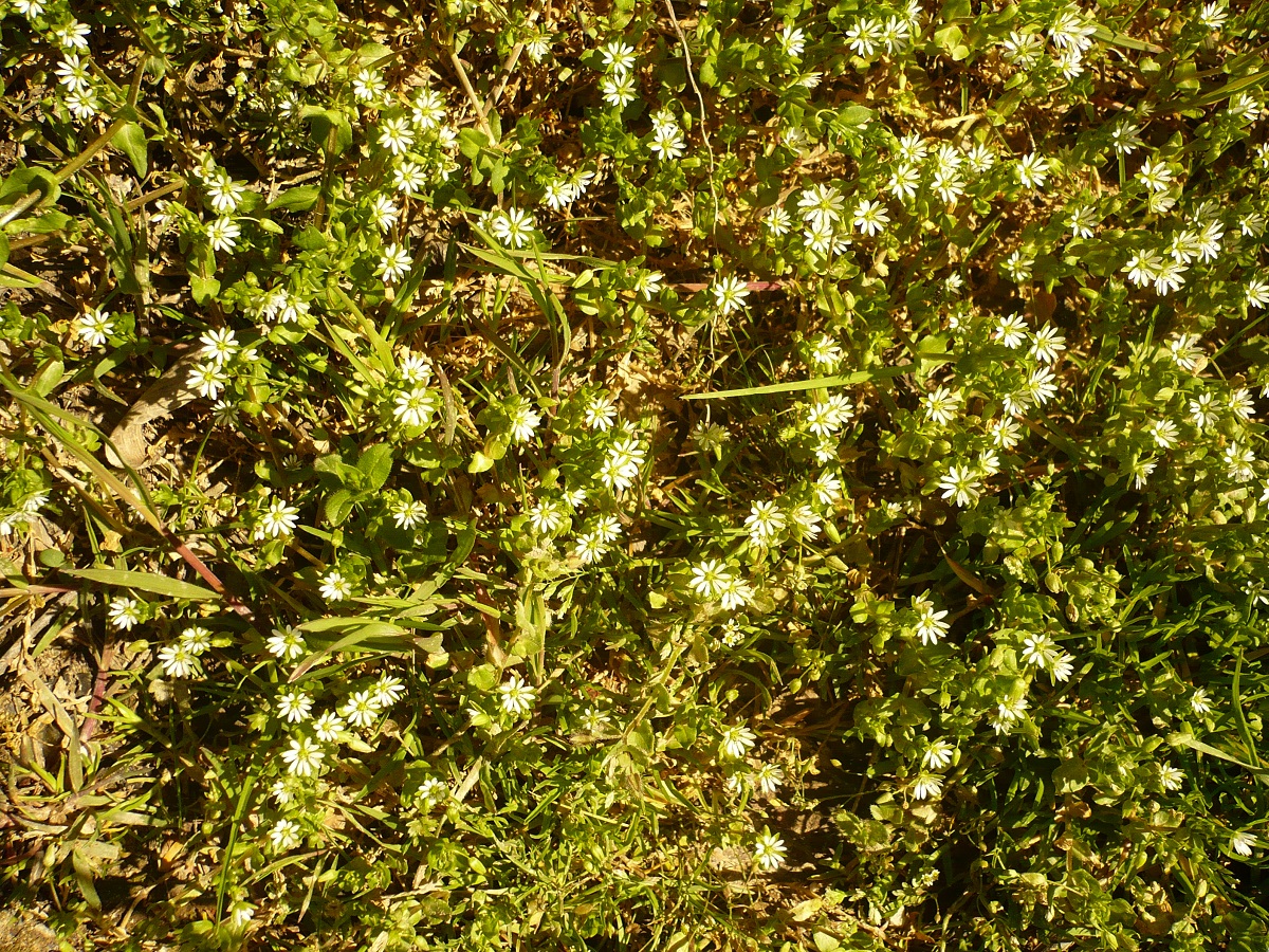 Stellaria media (Caryophyllaceae)